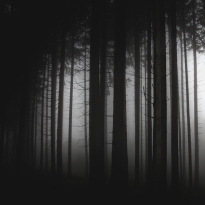 Un bosc obscur